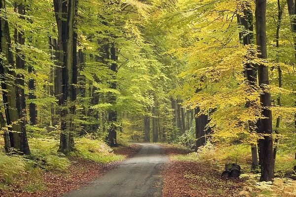 Country Road Though Beech tree forest, Autumn Compiegne, France