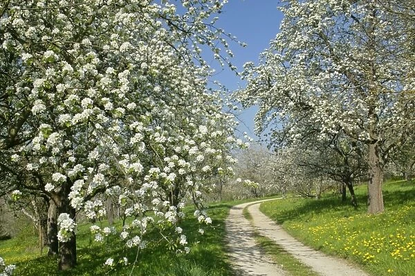 Country road leading through fruit tree meadows with flowering pear and cherry trees in spring Baden-Wuerttemberg, Germany