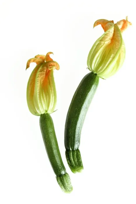 Framed Print : Courgette - with flowers Framed Print : Courgette - with flowers