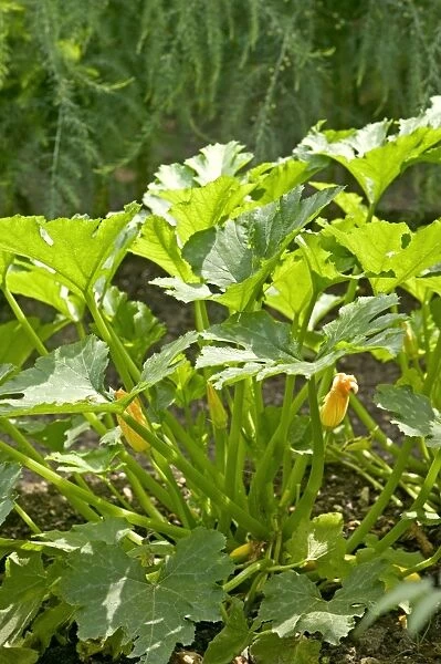 Courgette Plant - in flower