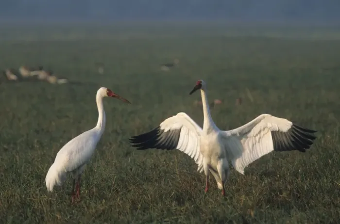 Framed Print : Courtship dance of Siberian Crane, Keoladeo National Park, India Framed Print : Courtship dance of Siberian Crane, Keoladeo National Park, India