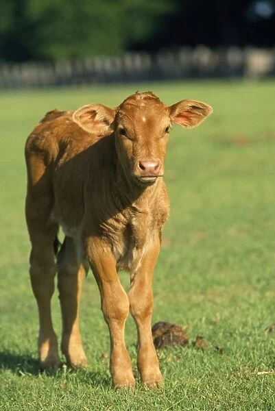 Cow - calf