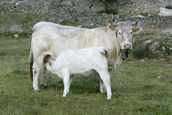 Cow with calf - Extremadura, Spain