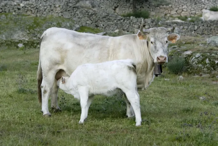 Framed Print : Cow with calf - Extremadura, Spain Framed Print : Cow with calf - Extremadura, Spain