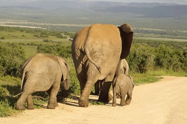 Cow Elephant and calves - Addo Elephant National Park, Eastern Cape, South Africa