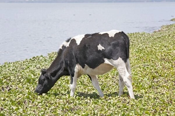 Cow feeding on water hyacinth Cresent Island Lake Naivasha Kenya