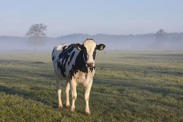 Cow fog Domestic Cattle cow in morning fog Lower Saxony