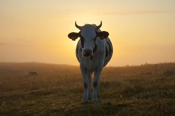 Cow fog Domestic Cattle cow at sunrise Skane, Sweden
