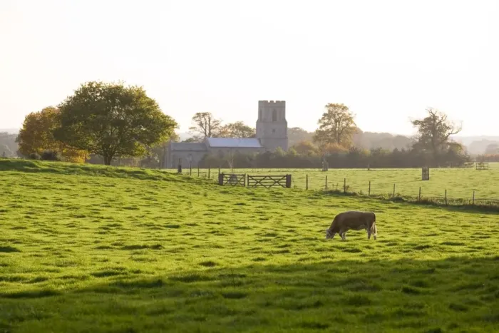 Framed Print : Cow - grazing on pasture behind Felbrigg Church - Norfolk - UK
