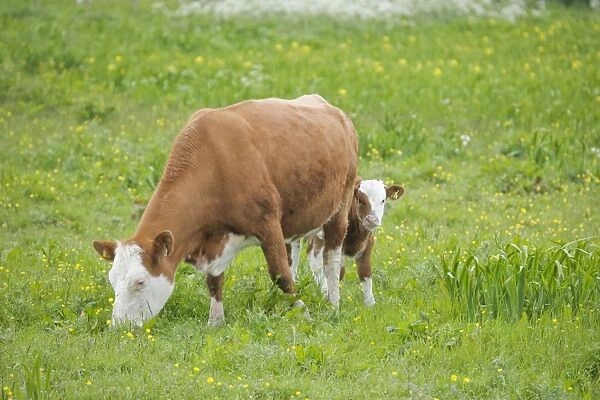 Cow - Mother and Calf in Meadow - Orkney Mainland MA002310