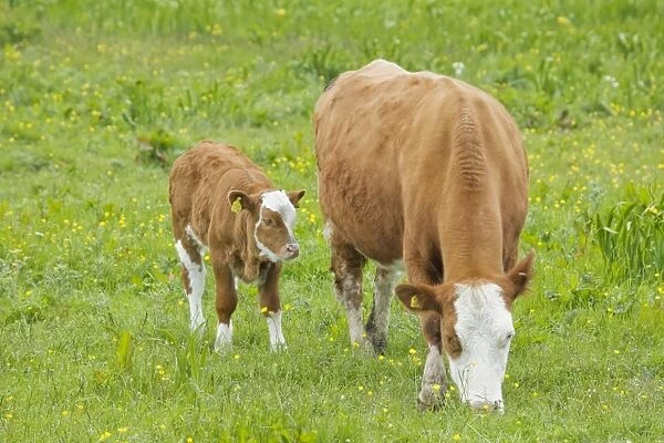 Cow - Mother and Calf in Meadow - Orkney Mainland MA002313
