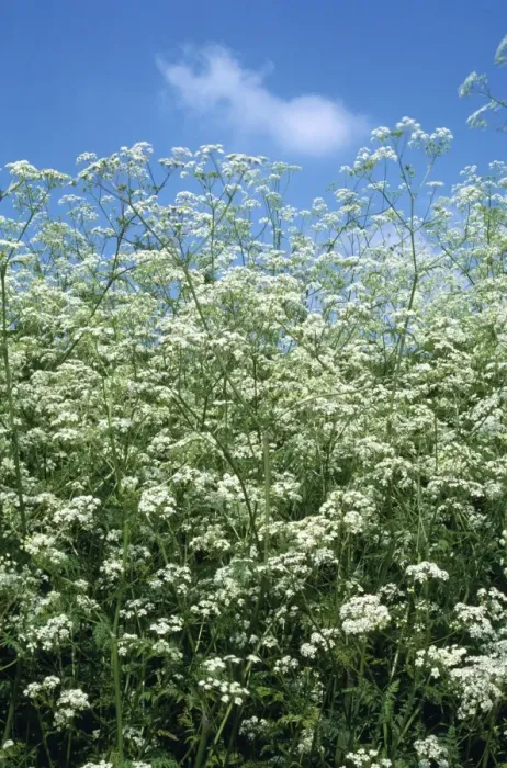 Framed Print : Cow Parsley Framed Print : Cow Parsley