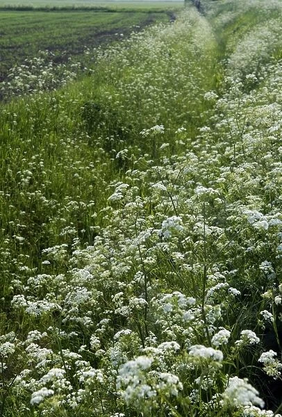 Cow Parsley - both banks of this dyke are smothered with Cow Parsley - Romney Marsh, Kent. June