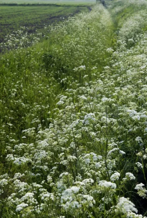 Framed Print : Cow Parsley - both banks of this dyke are smothered with Cow Parsley - Romney Marsh, Kent. June Framed Print : Cow Parsley - both banks of this dyke are smothered with Cow Parsley - Romney Marsh, Kent. June