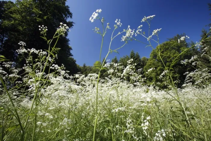 Framed Print : Cow Parsley - flowering on forest glade, Lower Saxony, Germany Framed Print : Cow Parsley - flowering on forest glade, Lower Saxony, Germany
