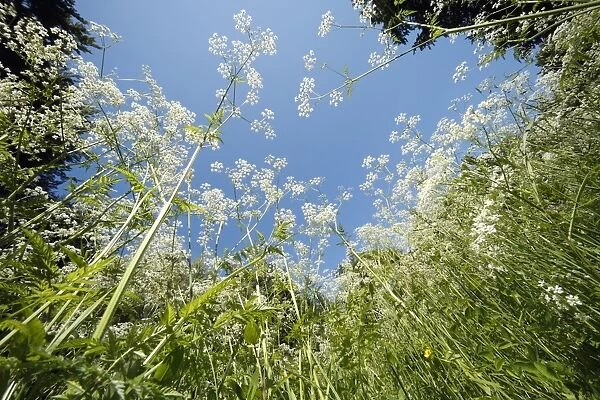 Cow Parsley - flowering on forest glade, Lower Saxony, Germany