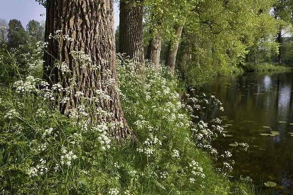 Cow Parsley - growing next to pond
