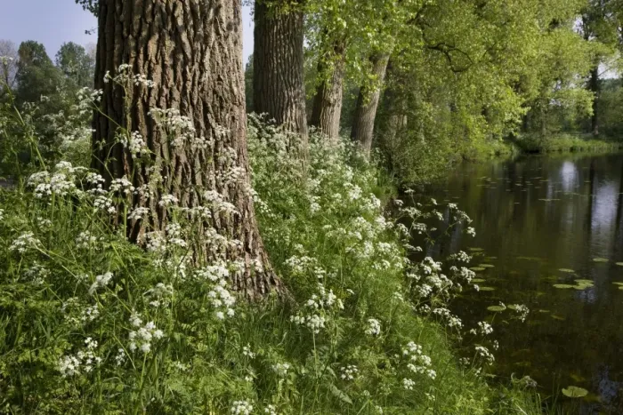 Framed Print : Cow Parsley - growing next to pond Framed Print : Cow Parsley - growing next to pond