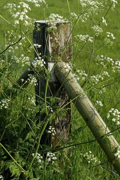 Cow Parsley - This is a typical example of fence and post used to control sheep movement on Romney Marsh. In June the Cow Parsley becomes very dominant. Kent, UK