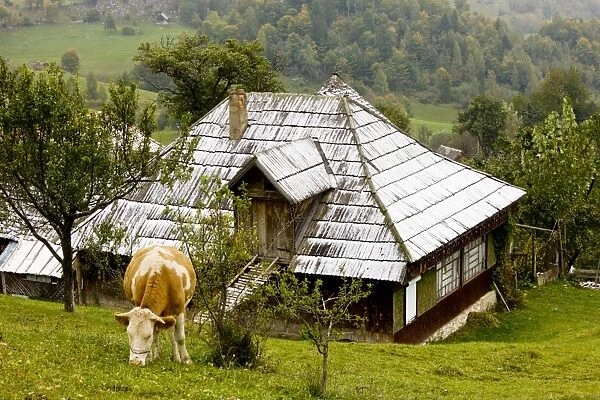 Cow and snowy house in Magura village, Piatra Craiulu mountains, Romania