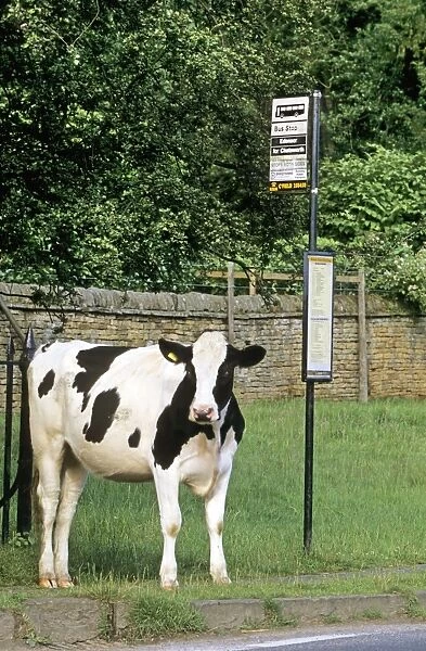 Cow - waiting at bus stop in village - Bus stop reads: Edensor for Chatsworth - Derbyshire - England