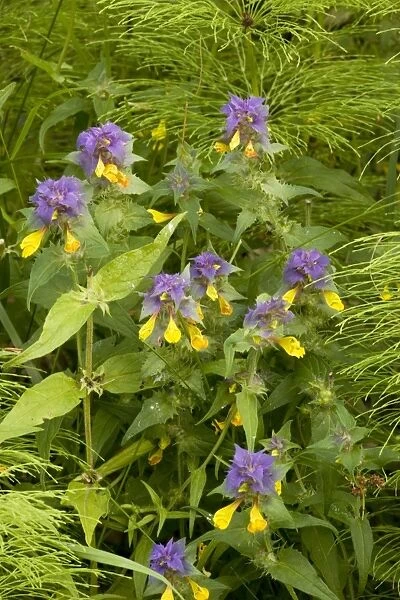 A cow-wheat (Melampyrum nemorosum), from Sweden and the Alps