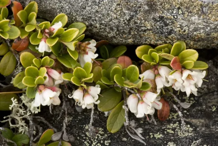 Framed Print : Cowberry (Vaccinium vitis-idaea) in flower. Scotland Framed Print : Cowberry (Vaccinium vitis-idaea) in flower. Scotland