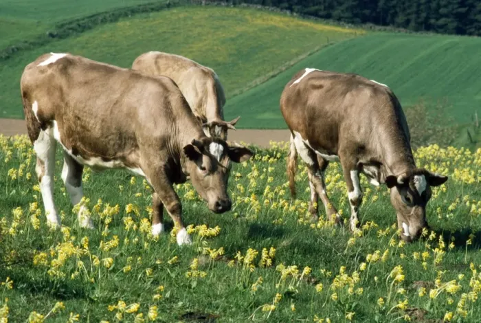 Framed Print : Cows - and cowslips - Sweden Framed Print : Cows - and cowslips - Sweden