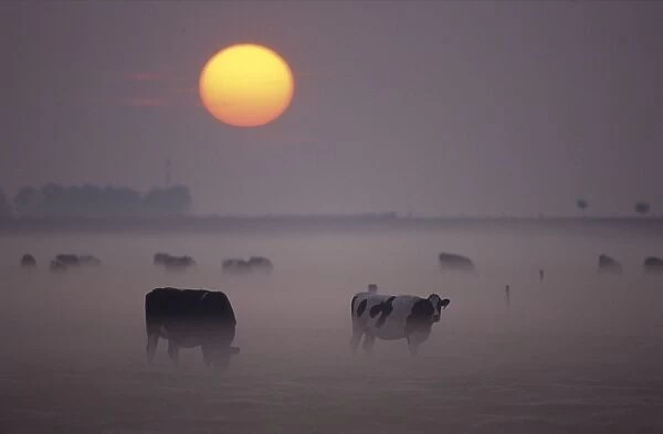 Cows - Grazing during sunset in the haze Overijssel, The Netherlands