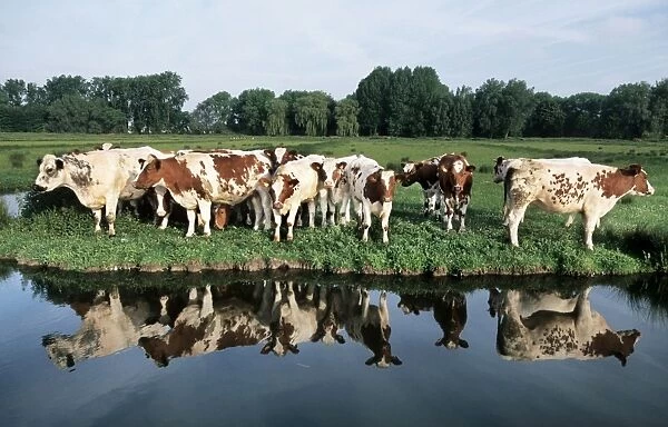Cows - herd in meadow on edge of water