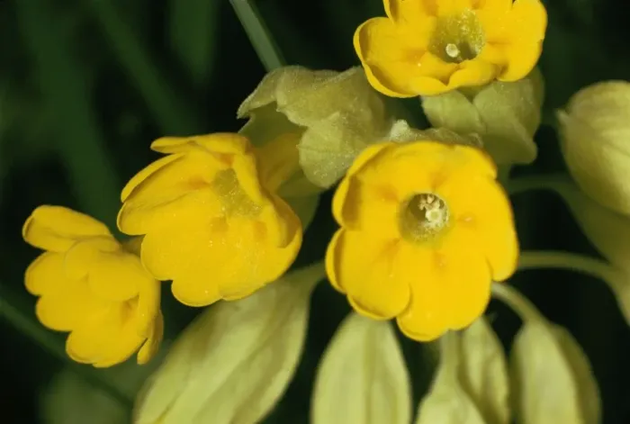 Framed Print : Cowslip. JLM-1545. Cowslip - flowers. Primula veris. John Mason. Framed Print : Cowslip. JLM-1545. Cowslip - flowers. Primula veris. John Mason.