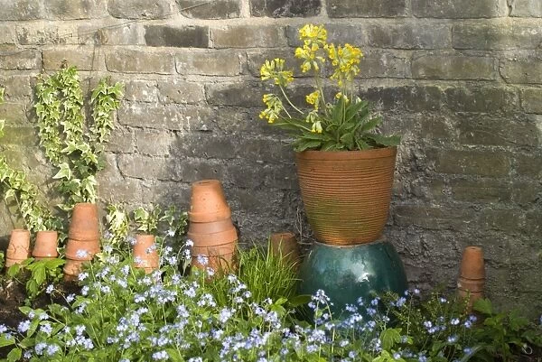 Cowslip in Pot and Forget-Me-Not's and clay pots against garden wall
