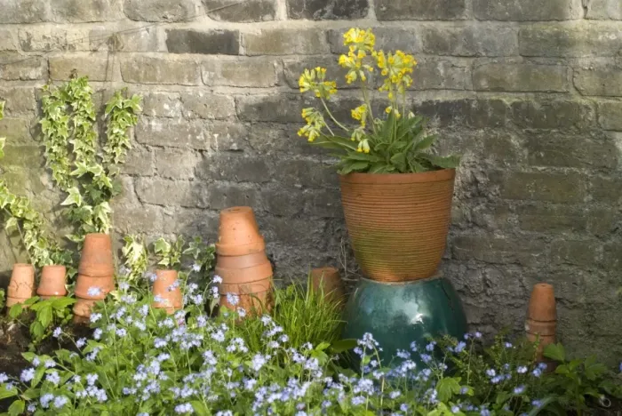 Framed Print : Cowslip in Pot and Forget-Me-Not's and clay pots against garden wall Framed Print : Cowslip in Pot and Forget-Me-Not's and clay pots against garden wall