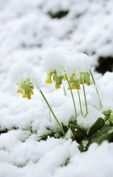 Cowslips - in snow