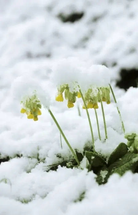 Framed Print : Cowslips - in snow Framed Print : Cowslips - in snow