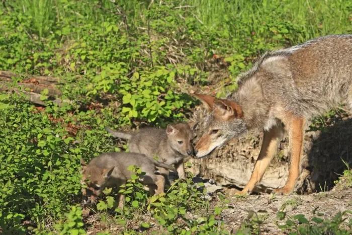 Framed Print : Coyote - Adult with 5 week old baby. Montana - USA Framed Print : Coyote - Adult with 5 week old baby. Montana - USA