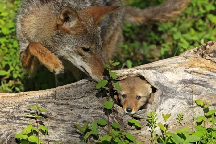 Framed Print : Coyote - Adult with 5 week old baby. Montana - USA Framed Print : Coyote - Adult with 5 week old baby. Montana - USA