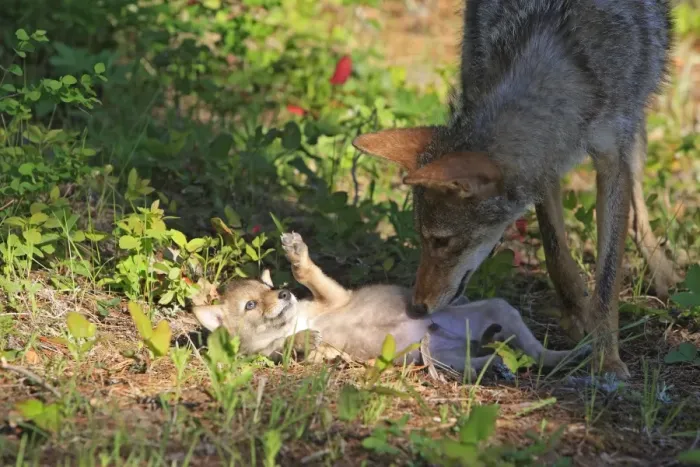 Framed Print : Coyote - Adult with 5 week old baby. Montana - USA