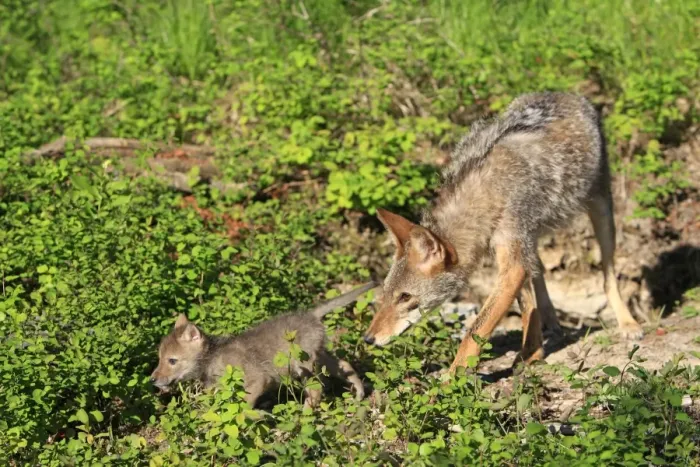 Framed Print : Coyote - Adult with 5 week old baby. Montana - USA Framed Print : Coyote - Adult with 5 week old baby. Montana - USA