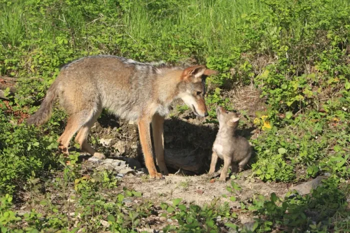 Framed Print : Coyote - Adult with 5 week old baby. Montana - USA Framed Print : Coyote - Adult with 5 week old baby. Montana - USA