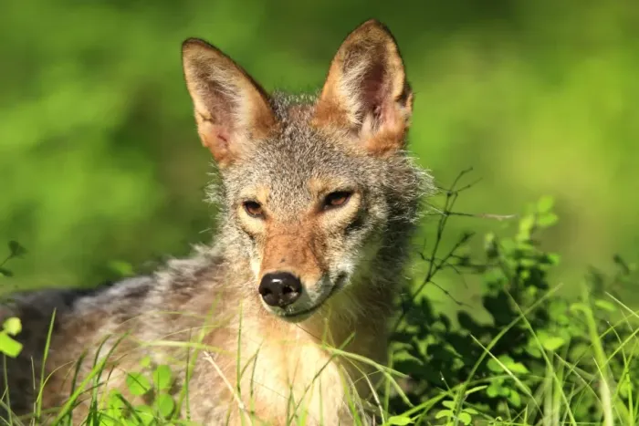 Framed Print : Coyote - Adult. Montana - USA