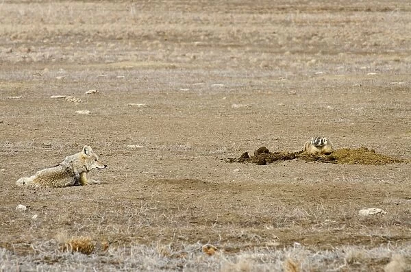 Coyote and American Badger (Taxidea taxus) hunting Black-tailed Prairie Dogs (Cynomys ludovicianus) together in prairie dog colony - Summer - Badlands National Park - Great Plains - South Dakota - USA _E7A2167