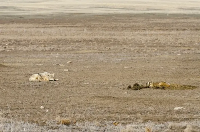 Framed Print : Coyote and American Badger (Taxidea taxus) hunting Black-tailed Prairie Dogs (Cynomys ludovicianus) together in prairie dog colony - Summer - Badlands National Park - Great Plains - South Dakota - USA _E7A2210