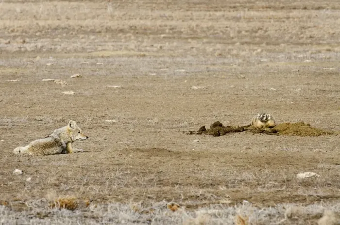 Framed Print : Coyote and American Badger (Taxidea taxus) hunting Black-tailed Prairie Dogs (Cynomys ludovicianus) together in prairie dog colony - Summer - Badlands National Park - Great Plains - South Dakota - USA _E7A2167 Framed Print : Coyote and American Badger (Taxidea taxus) hunting Black-tailed Prairie Dogs (Cynomys ludovicianus) together in prairie dog colony - Summer - Badlands National Park - Great Plains - South Dakota - USA _E7A2167
