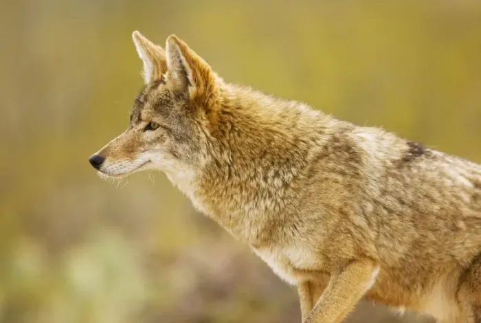 Framed Print : Coyote - Arizona - USA Framed Print : Coyote - Arizona - USA