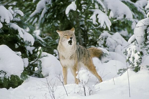 Coyote - barking and yipping, in fresh winter snow. Western USA. Mc248