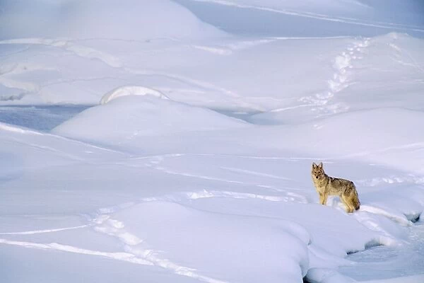 Coyote - checking out other animal tracks on frozen river bed. Western U. S. A