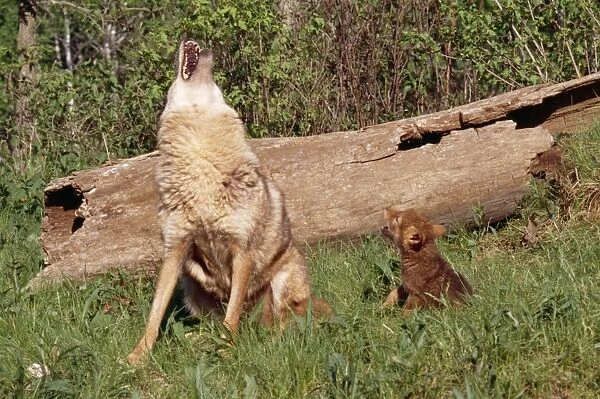 Coyote CLA 555 Mother & pup Howling Canis latrans © Mary Clay  /  ardea. com