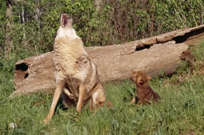 Framed Print : Coyote CLA 555 Mother & pup Howling Canis latrans © Mary Clay / ardea. com Framed Print : Coyote CLA 555 Mother & pup Howling Canis latrans © Mary Clay / ardea. com