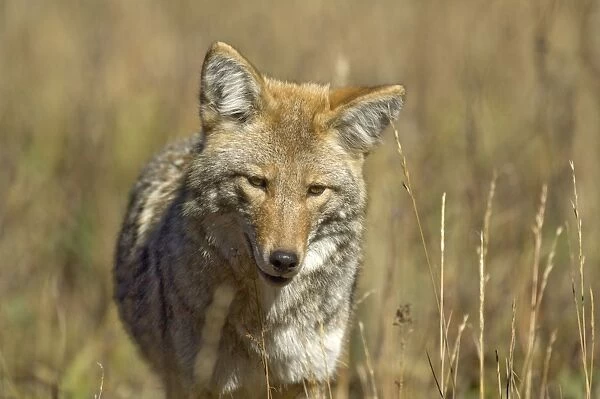 Coyote Close up of head from front Yellowstone NP. USA
